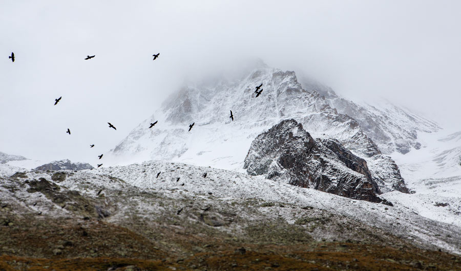 berge-adler